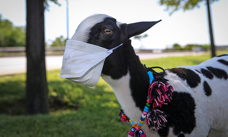 man mask goat to raise awareness